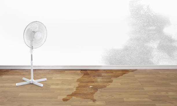 Best Carpet water damage restoration  in Harvard, NE